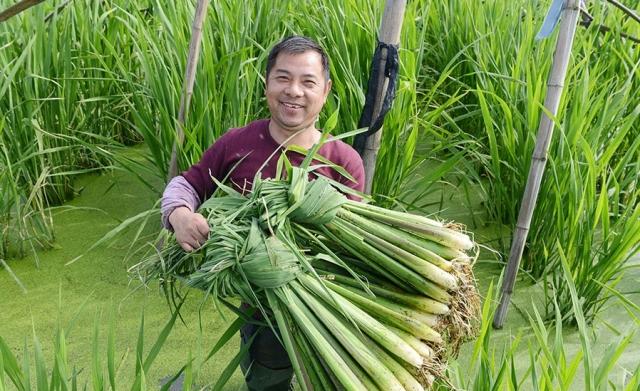 這幾天,餘姚河姆渡鎮小涇浦村的茭白種植戶李如君正忙著在承包田裡