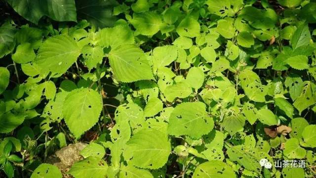 山胡椒果,樟科的東西都好聞 山野夏令營第二天,小朋友們尋寶去了