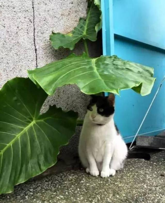 下雨天,遇到一隻躲雨的貓咪,此情此景讓我先拍為敬