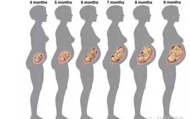 不同月份胎位图图片