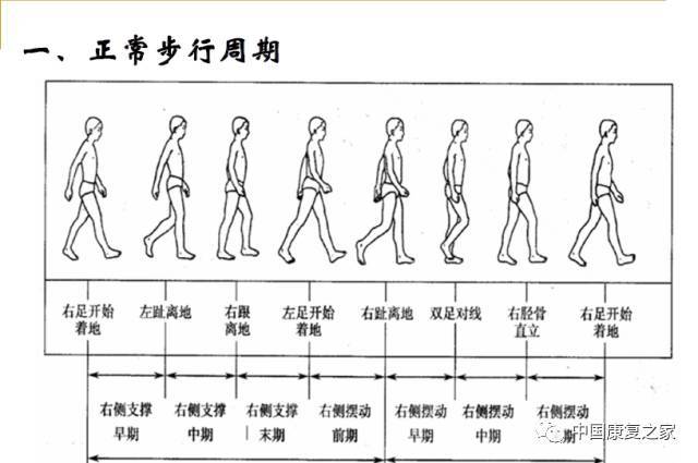 步行周期图片