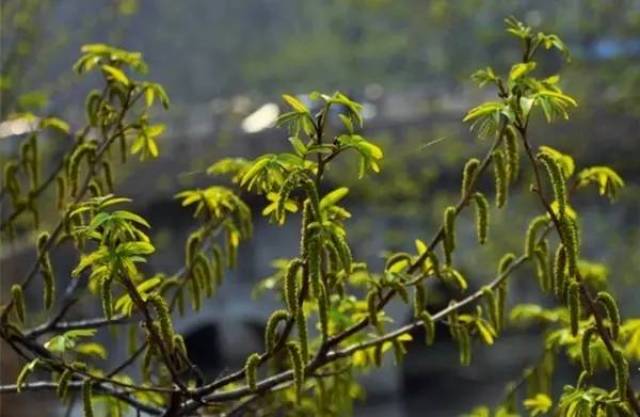 這是……槐樹結滿榆錢串?你們樹界妖孽真多