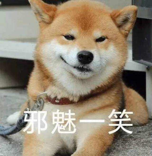 柴犬邪笑图片