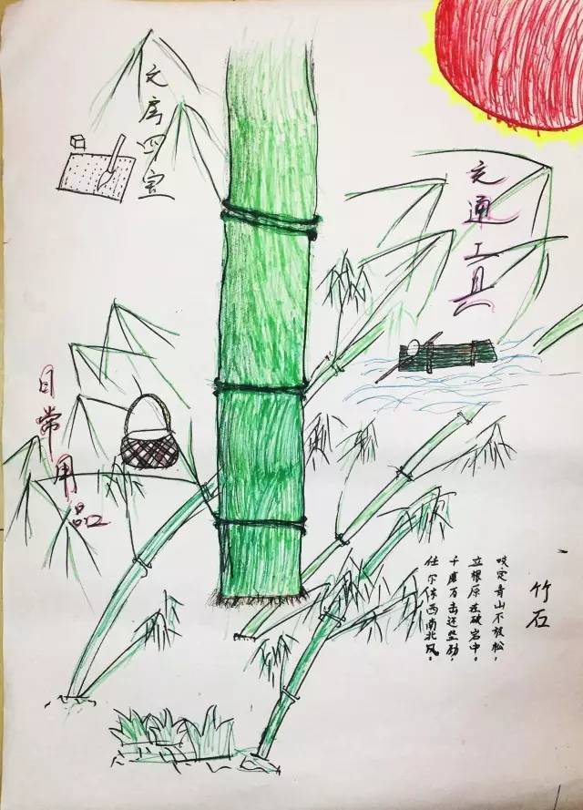 竹子的思维导图怎么画图片