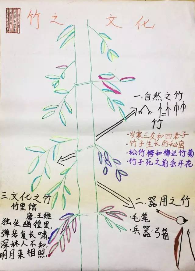 生物竹子的思维导图图片