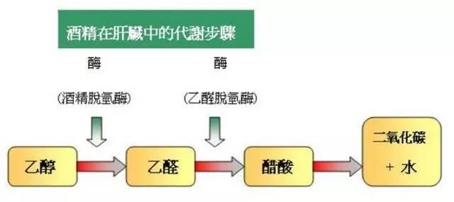 最后转化为二氧化碳和水,所以,喝的酒越多,需要通过肝脏代谢掉的乙醇