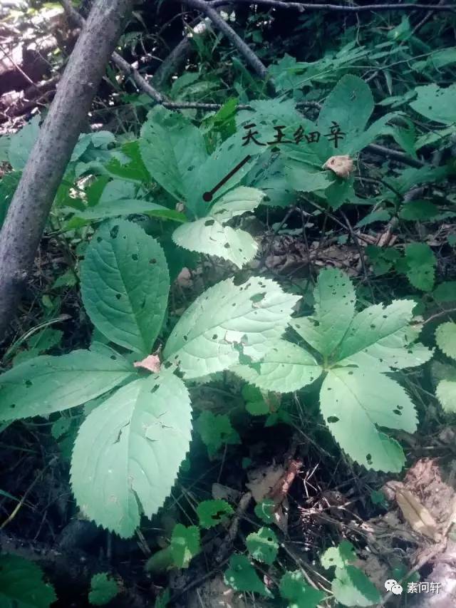 跟一个视大山与草药如生命的男人 一起上终南山采药会是怎样的体验?