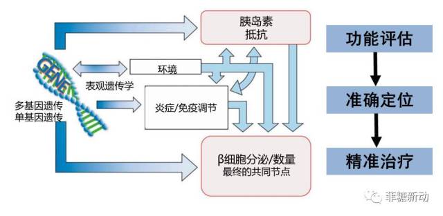 【胰島β細胞專題】探索糖尿病核心發病機制,評估胰島功能開啟個體化