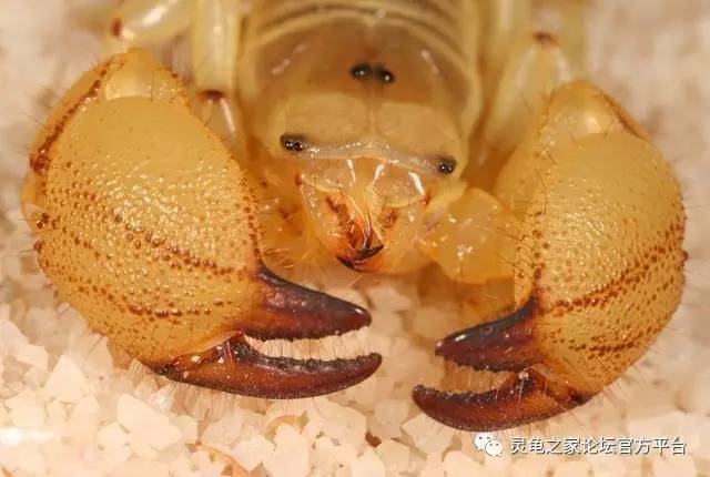 以色列金蝎 israeli gold scorpion scorpio maurus
