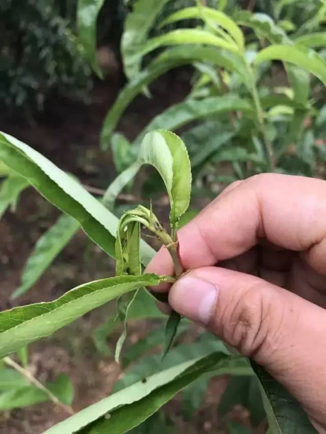 18種作物缺鈣症狀大彙總!雨後晴天謹防缺鈣