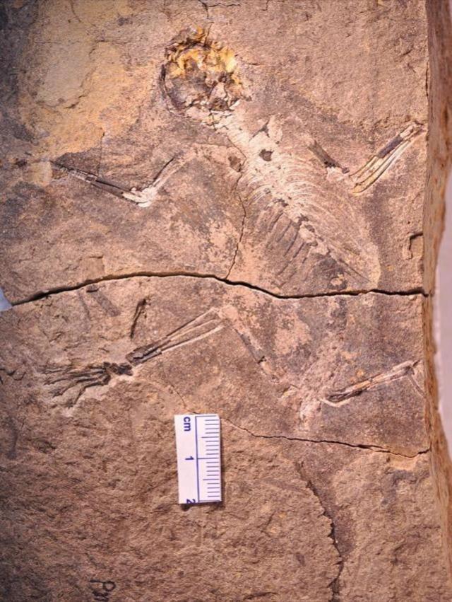 远古翔兽化石图片