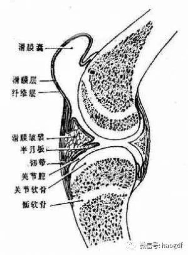 一文看清膝關節結構病痛知識(速度收藏)