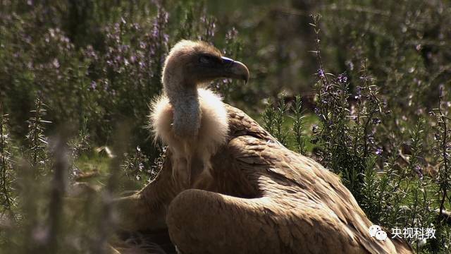 鳥類和哺乳動物眼瞼發達,這樣可以遮住周圍的光和圖像,相對更容易集中