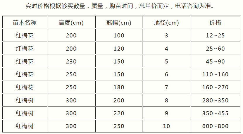 红梅最新价格2016年