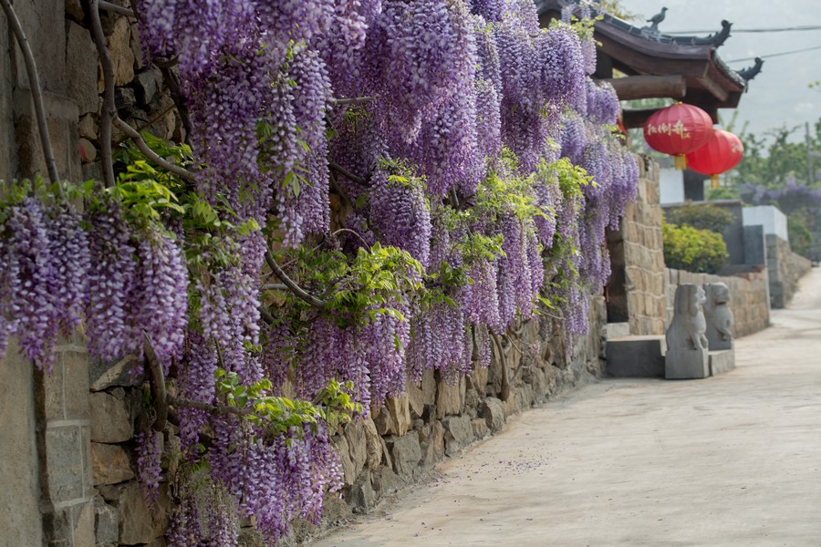 大田庄紫藤山庄图片