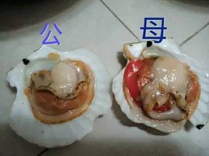 扇贝生殖腺能吃吗图片