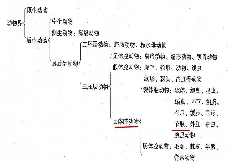 节肢动物门ppt图片