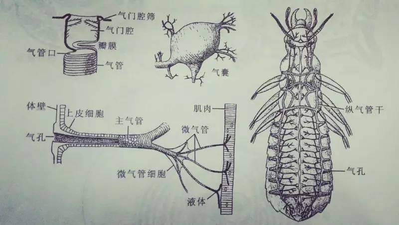 节肢动物呼吸方式图片