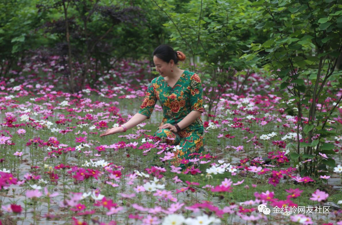 宜宾七星山花海图片