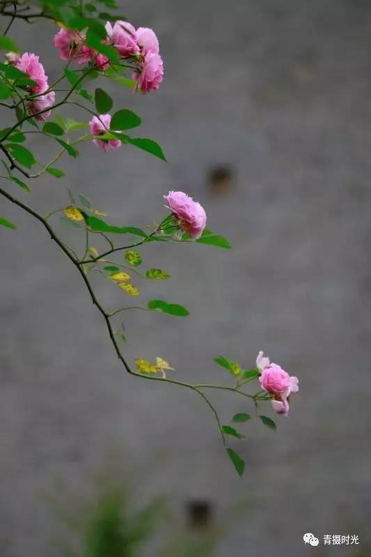 南山南風吹簾動薔薇香