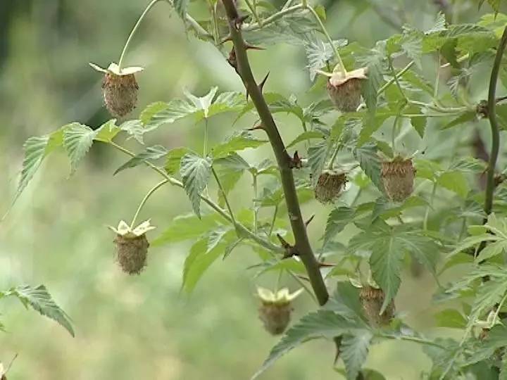 这个新昌人投资150万元种100亩噶公,这个周末就可以摘啦!