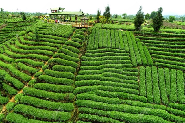 牛角山茶叶基地图片