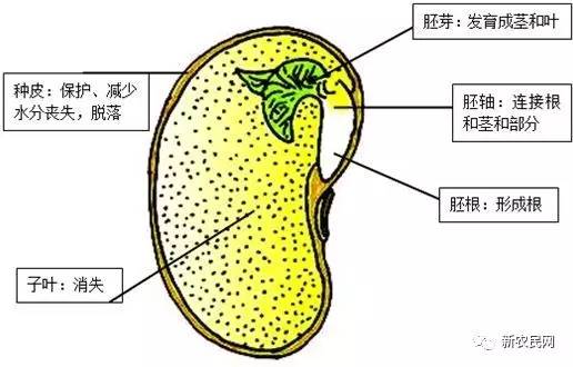 大豆内部结构图图片