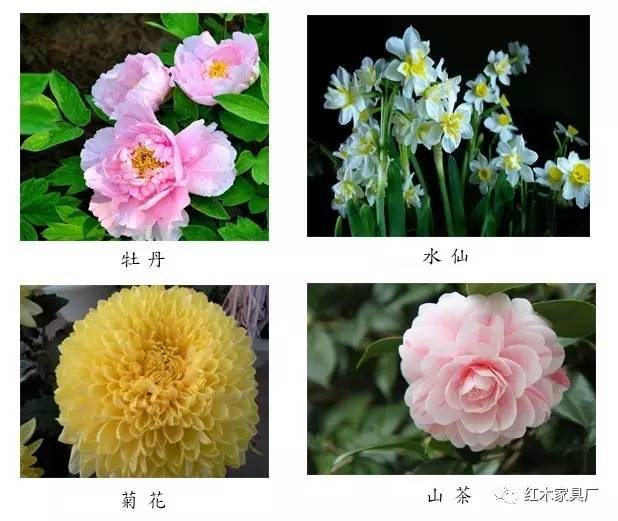 中国四种国花图片