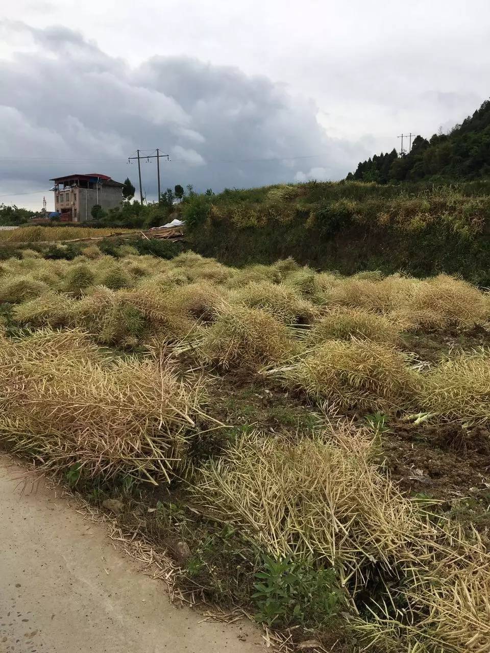 雙峰伢子,你媽喊你回家收菜籽,割麥子了