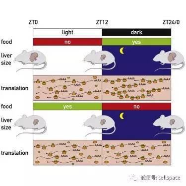 代谢慢怎么调理_代谢减慢_代谢太慢了用什么药效果快