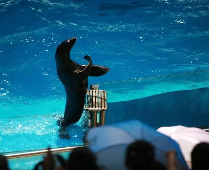 大型水族馆,带你探索海底奥秘,更有海豹,海狮表演,让你亲近自然,感受