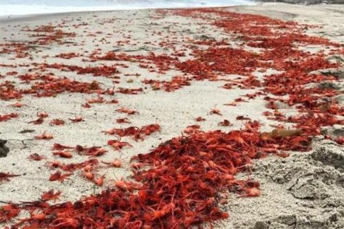 当经历涨潮,退潮时,这些正在迁徙途中的小龙虾会被搁浅到沙滩上