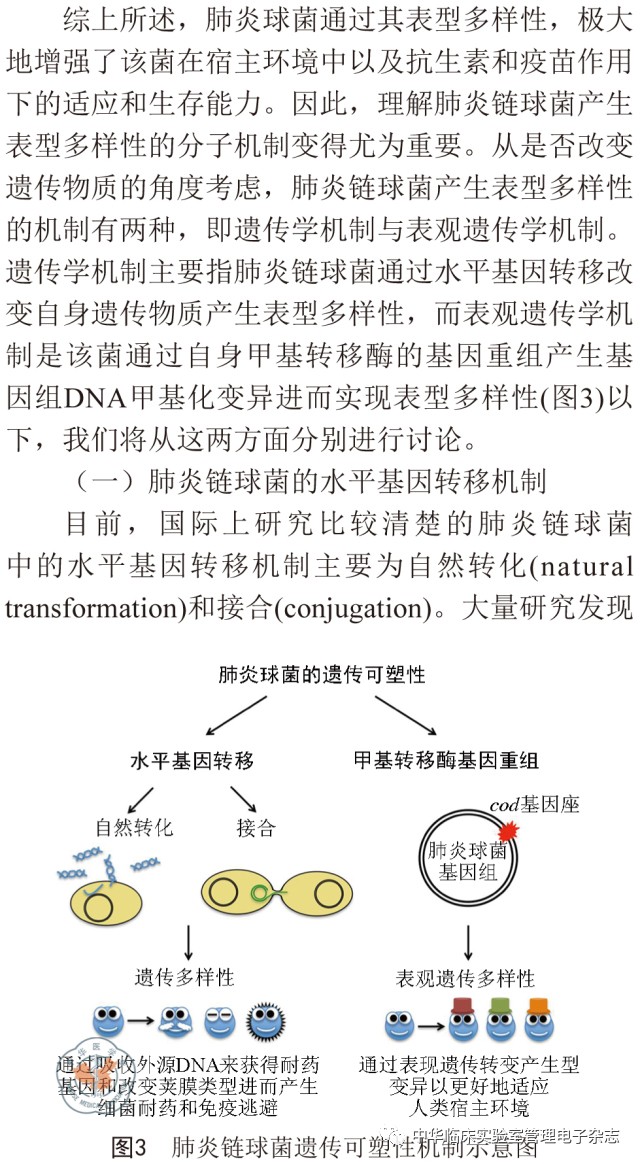 综述肺炎链球菌表型多样化的分子机制遗传与表观遗传策略的共同作用