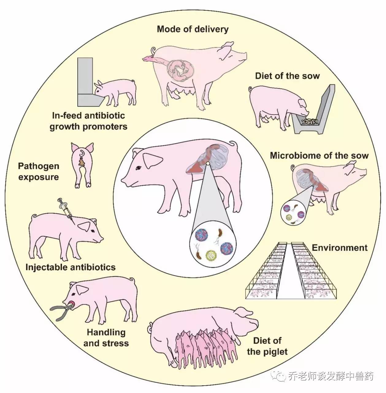 前沿 干货分享:猪呼吸道病与菌群关系怎么样?
