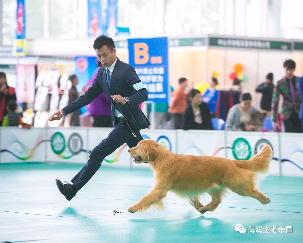 金毛罗西照片图片