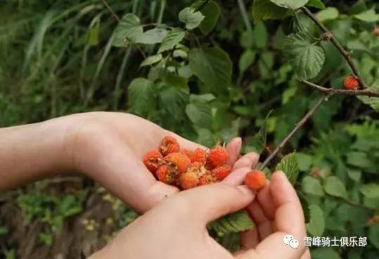 [活動攻略]想起三月泡,夢到紅顏知己.