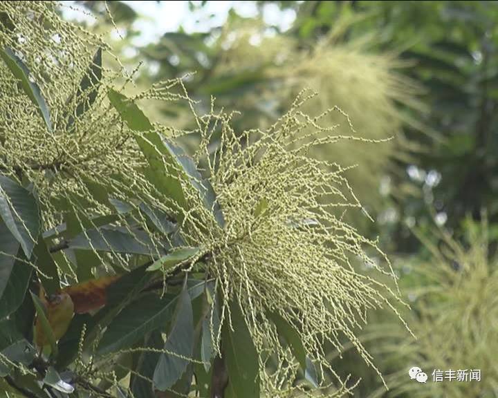 聚焦 油山镇:黧蒴花开成靓丽风景