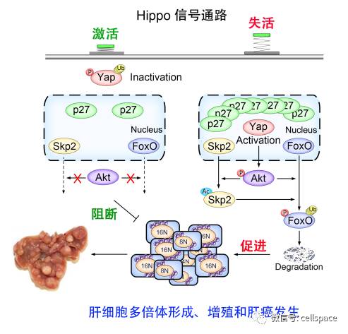 抑癌基因p53与hbv相关性肝细胞癌研究进展