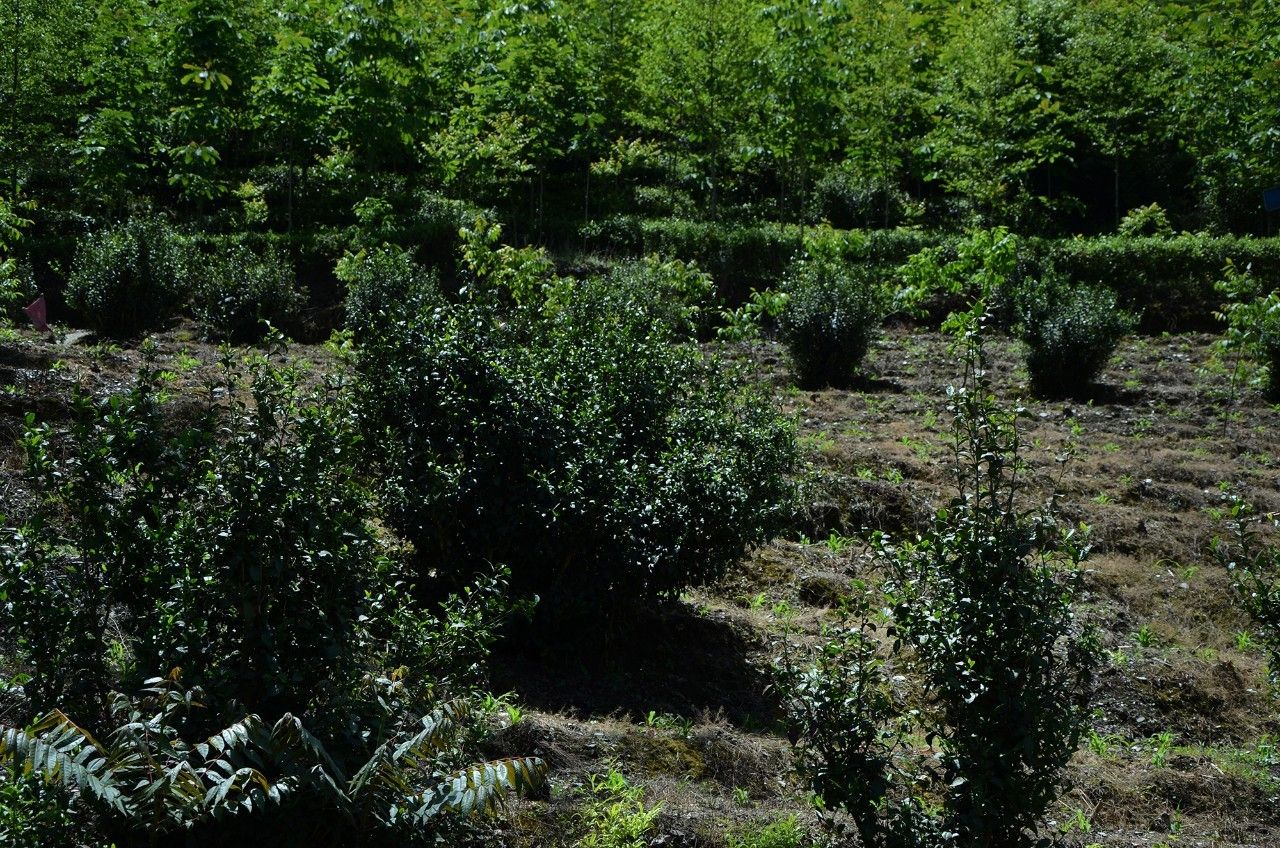 茶旅世界|北川惊现700年的灌木古茶树