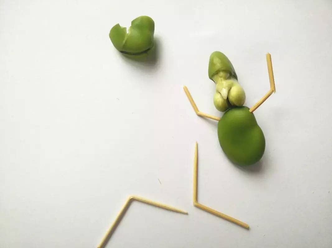 美术蚕豆造型图片