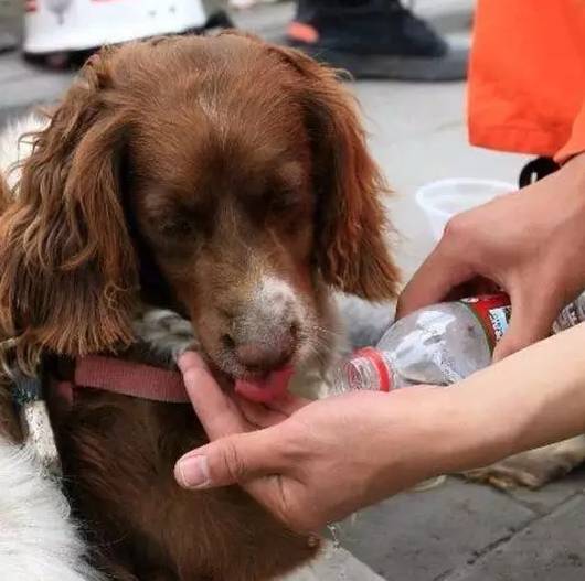 汶川地震搜救犬為了救人它們拼了命