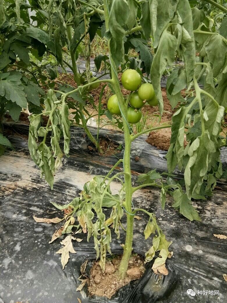 西红柿高温障碍图片图片