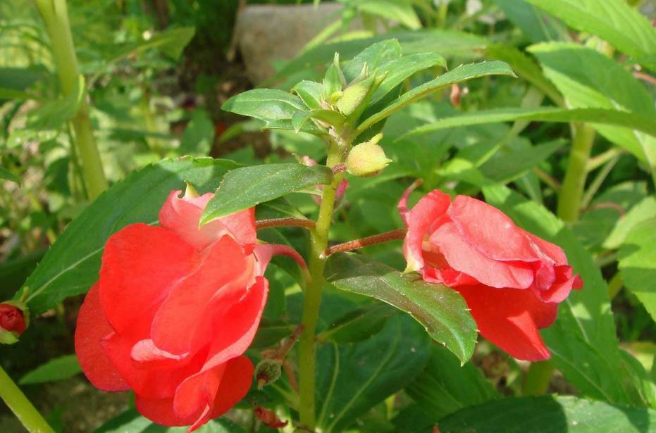 生活隨筆:美麗的鳳仙花