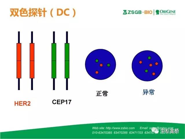 【技语】病理常用fish探针种类与判读技巧(简易版)