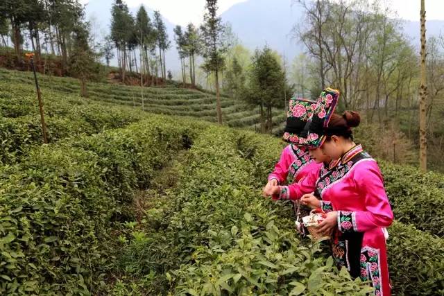 羌茶节,掀起你的盖头来!端午节让您再过羌茶节