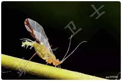 会变形的蚜虫难以想象的强大