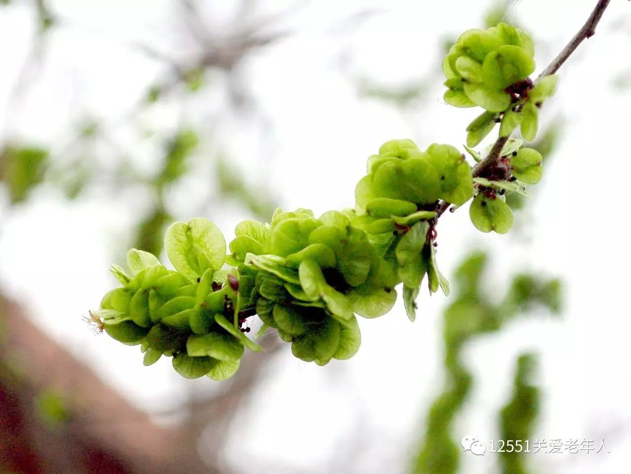 榆钱的功效与作用(榆钱的功效与作用禁忌和食用方法)-第1张图片-鲸幼网