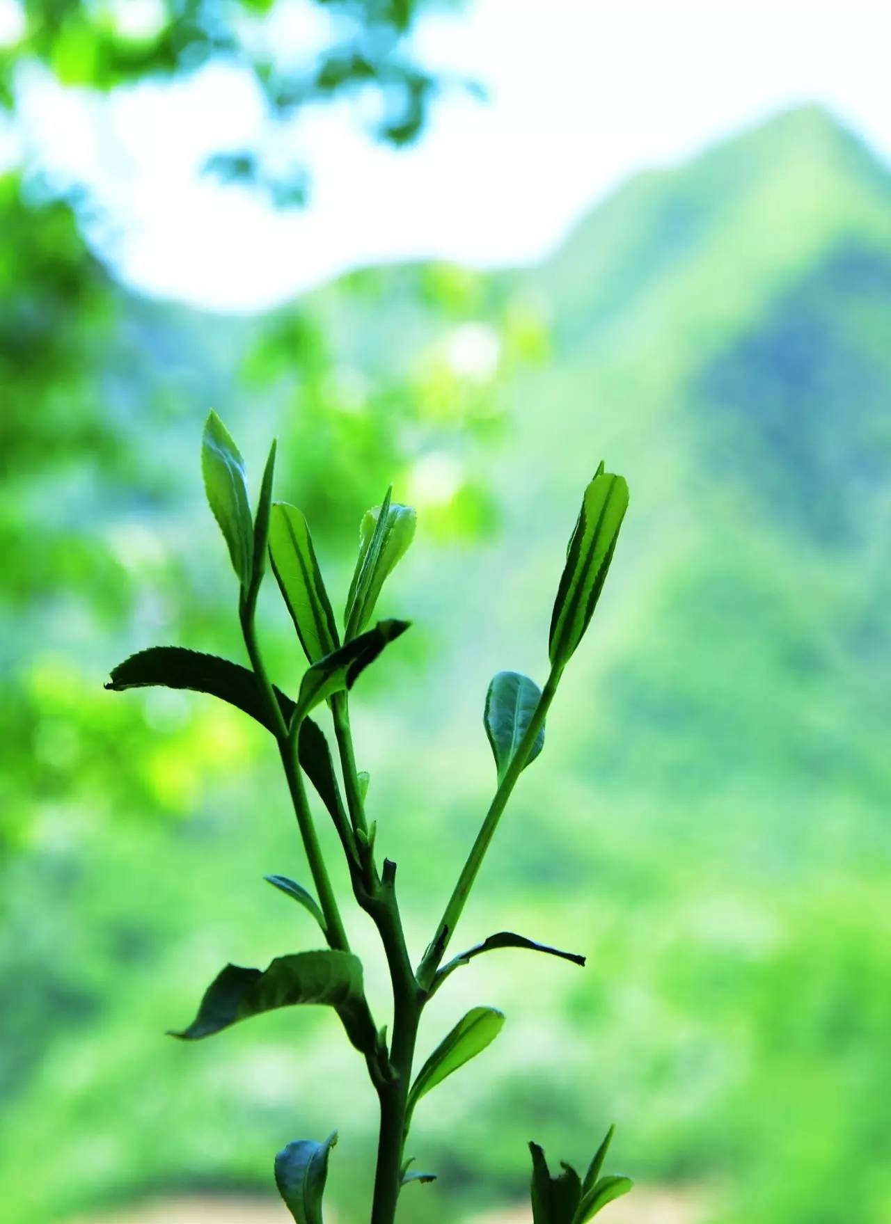 绵阳老茶树图片