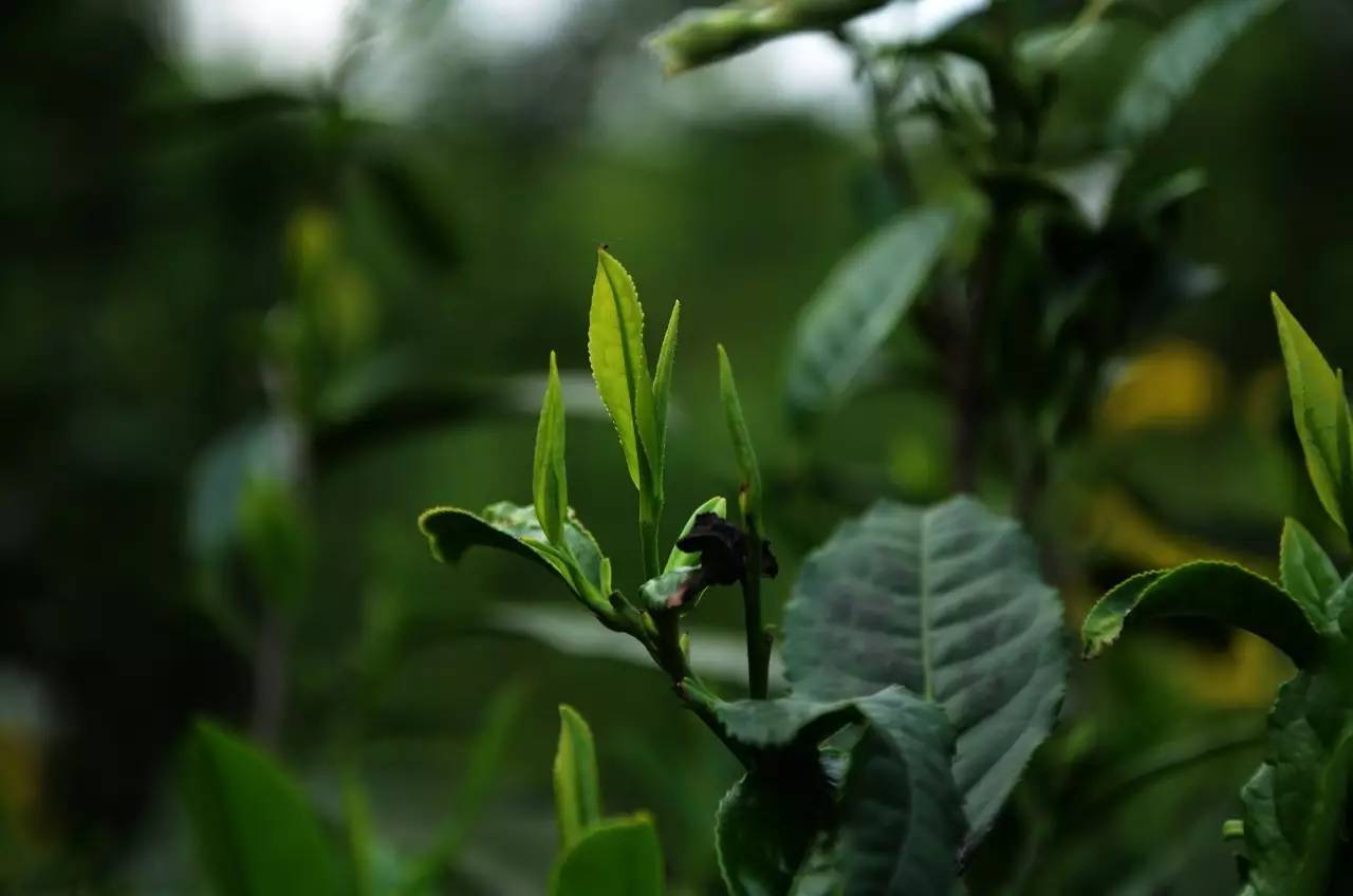 绵阳老茶树图片