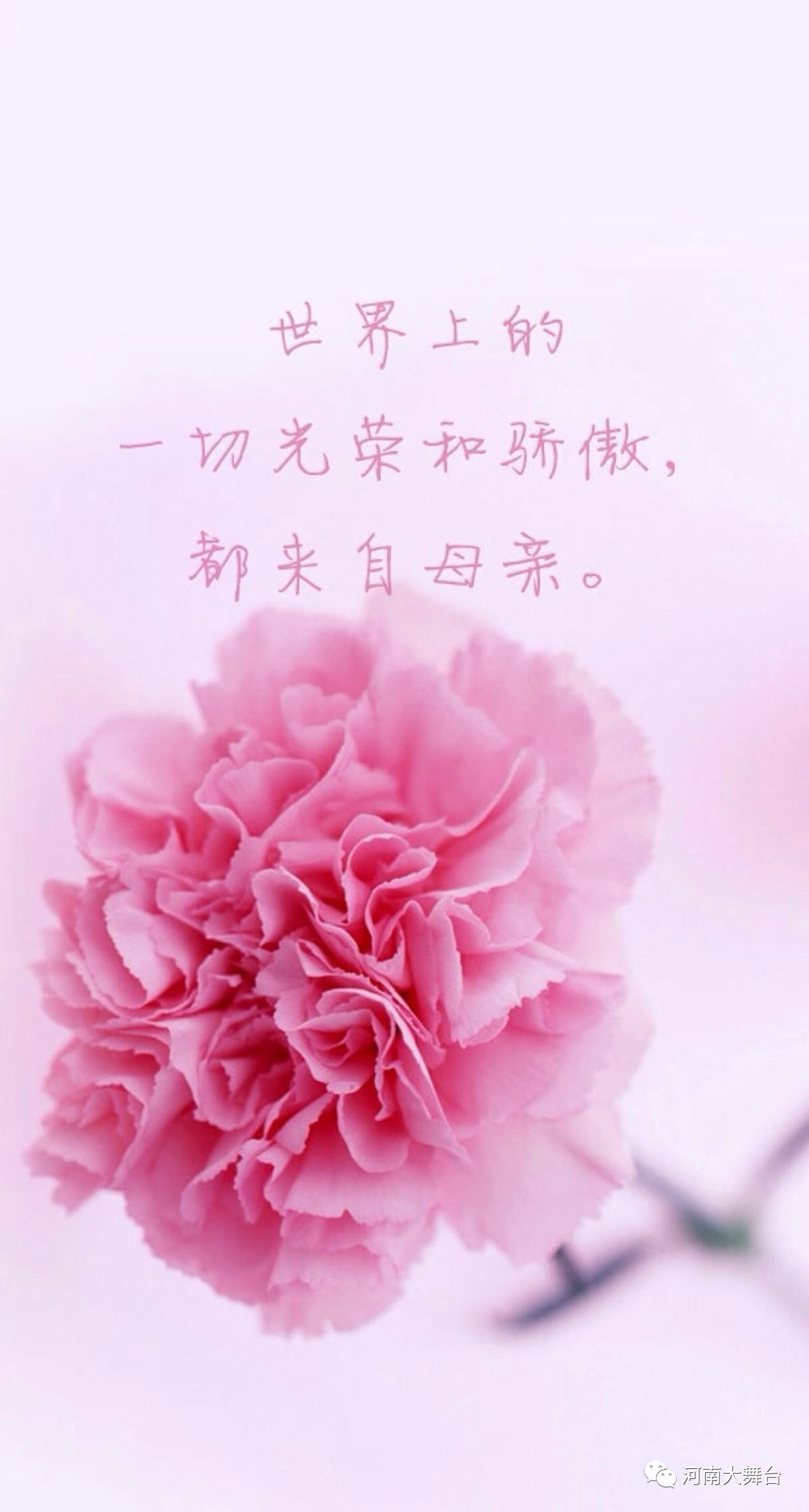 21朵康乃馨花语图片